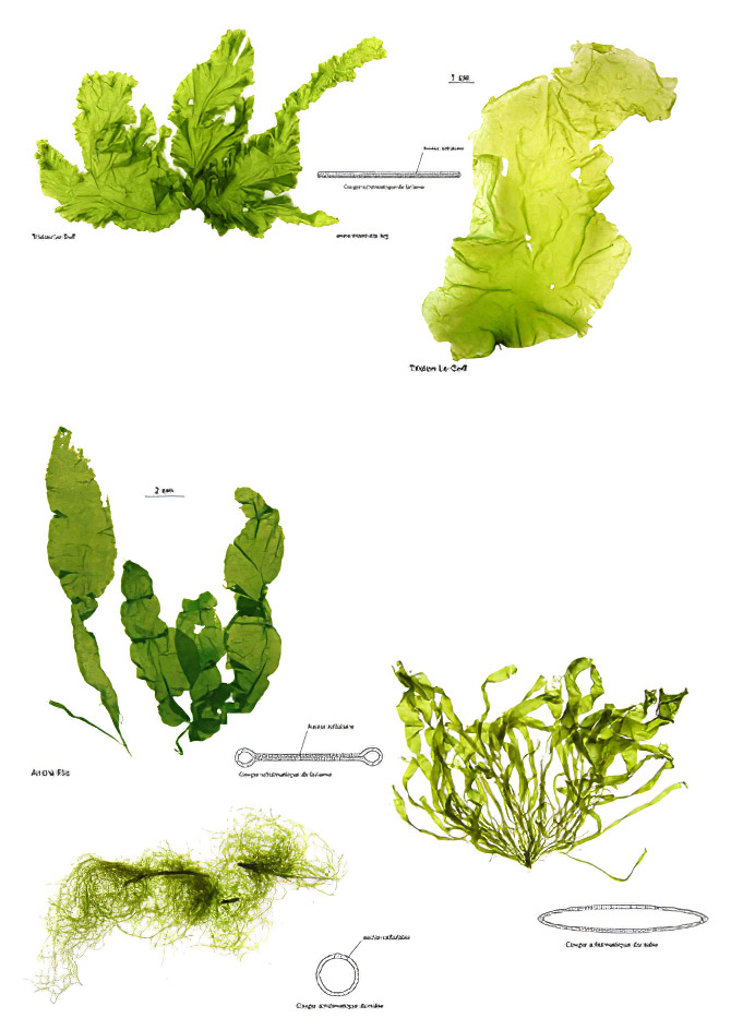 Qu'est-ce que les algues vertes ? 