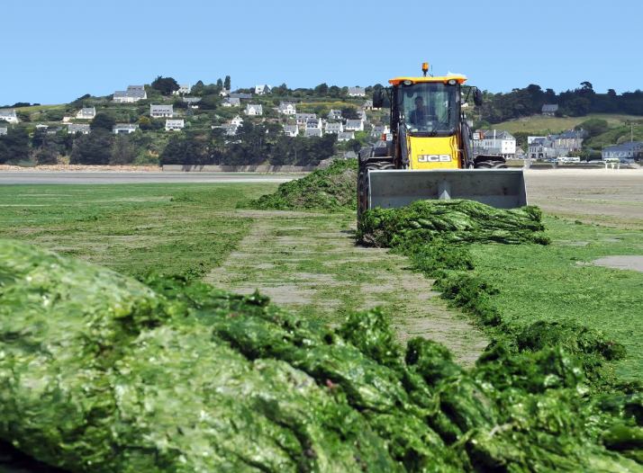 ALGUES VERTES. La plage d'Hillion fermée à cause d'émanations d'hydrogène  sulfuré