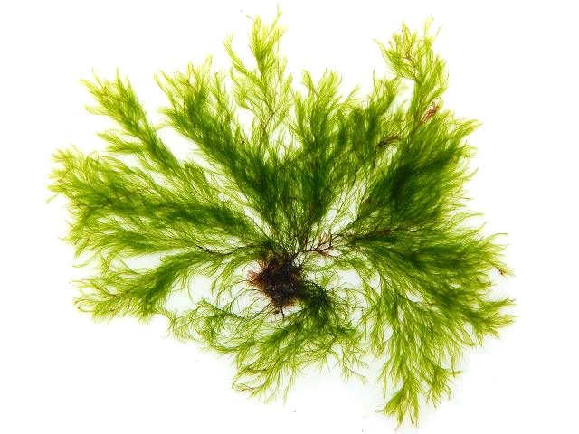 pourquoi_agir-1