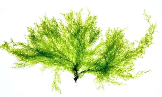 pourquoi_agir-3