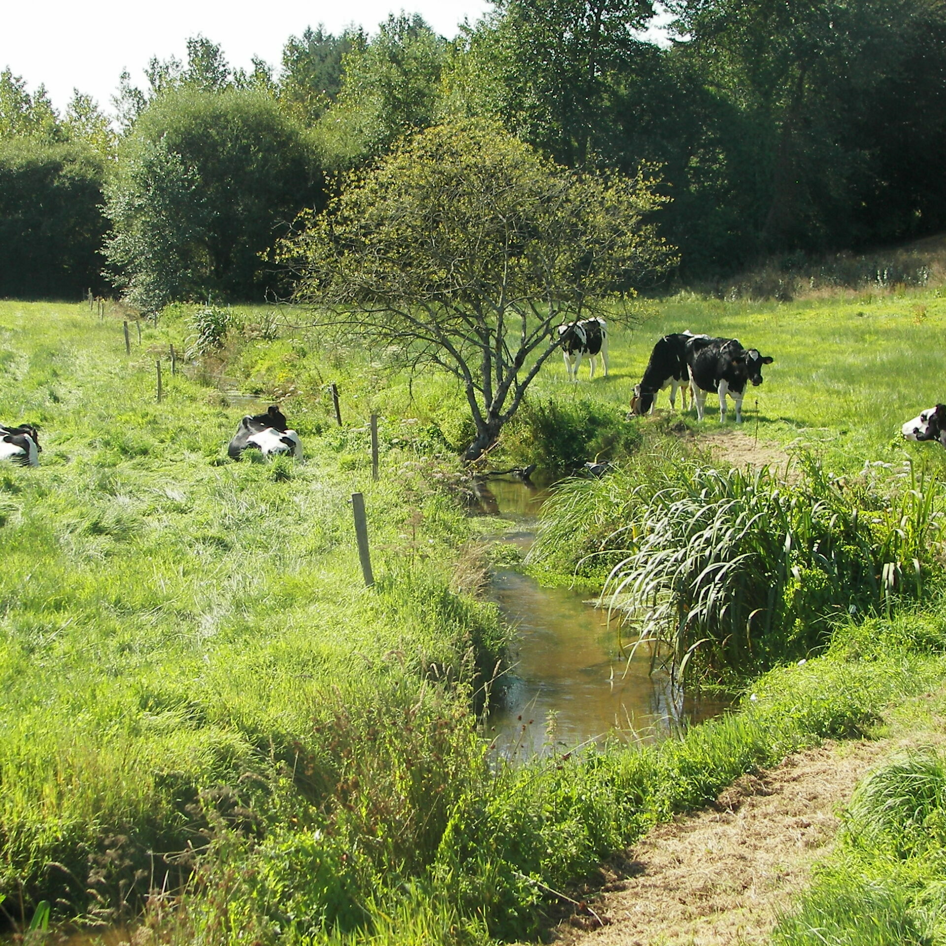 Cours d'eau traversant une prairie - © Saint-Brieuc Armor Agglomération